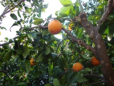 arance giardino appartamenti tavaglione peschici