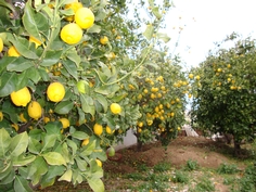 limoni giardino appartamenti tavaglione peschici